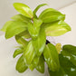 Philodendron Lemon Lime | Neon Yellow Trailing Plant | House Plant Shop