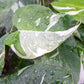 FREE SHIPPING Philodendron 'White Princess' - gorgeous green leaves are generously splashed with white