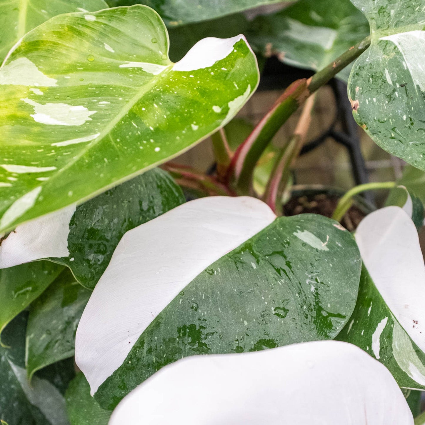 FREE SHIPPING Philodendron 'White Princess' - gorgeous green leaves are generously splashed with white