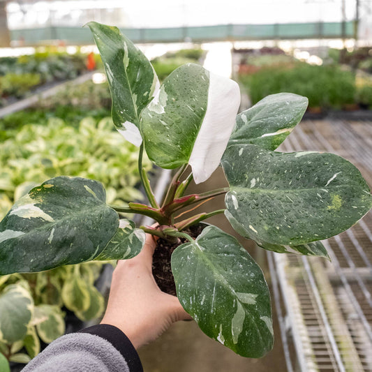 FREE SHIPPING Philodendron 'White Princess' - gorgeous green leaves are generously splashed with white