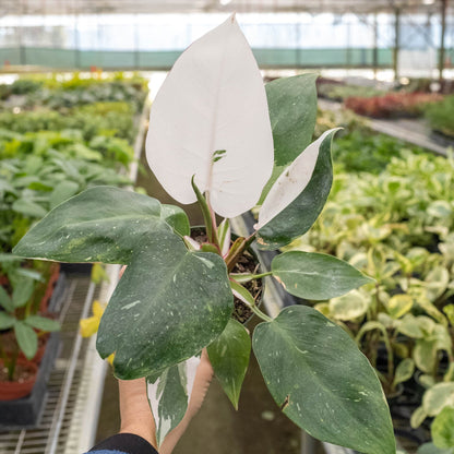 FREE SHIPPING Philodendron 'White Princess' - gorgeous green leaves are generously splashed with white