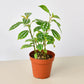 Pilea 'Aluminum' I The foliage looks like it has been splashed with aluminum paint