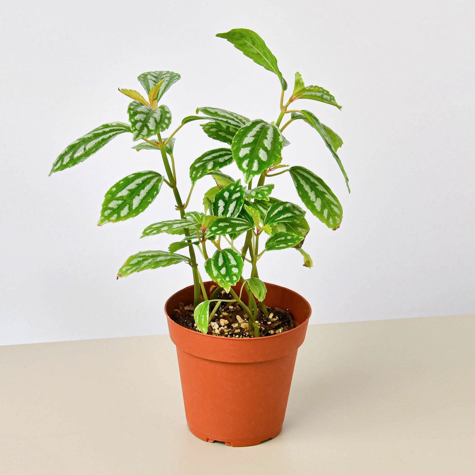 Pilea 'Aluminum' I The foliage looks like it has been splashed with aluminum paint