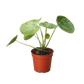 Pilea Mojito (Aluminum Plant) | Variegated Compact Foliage Plant | House Plant Shop