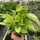 Pothos 'Neon Queen'