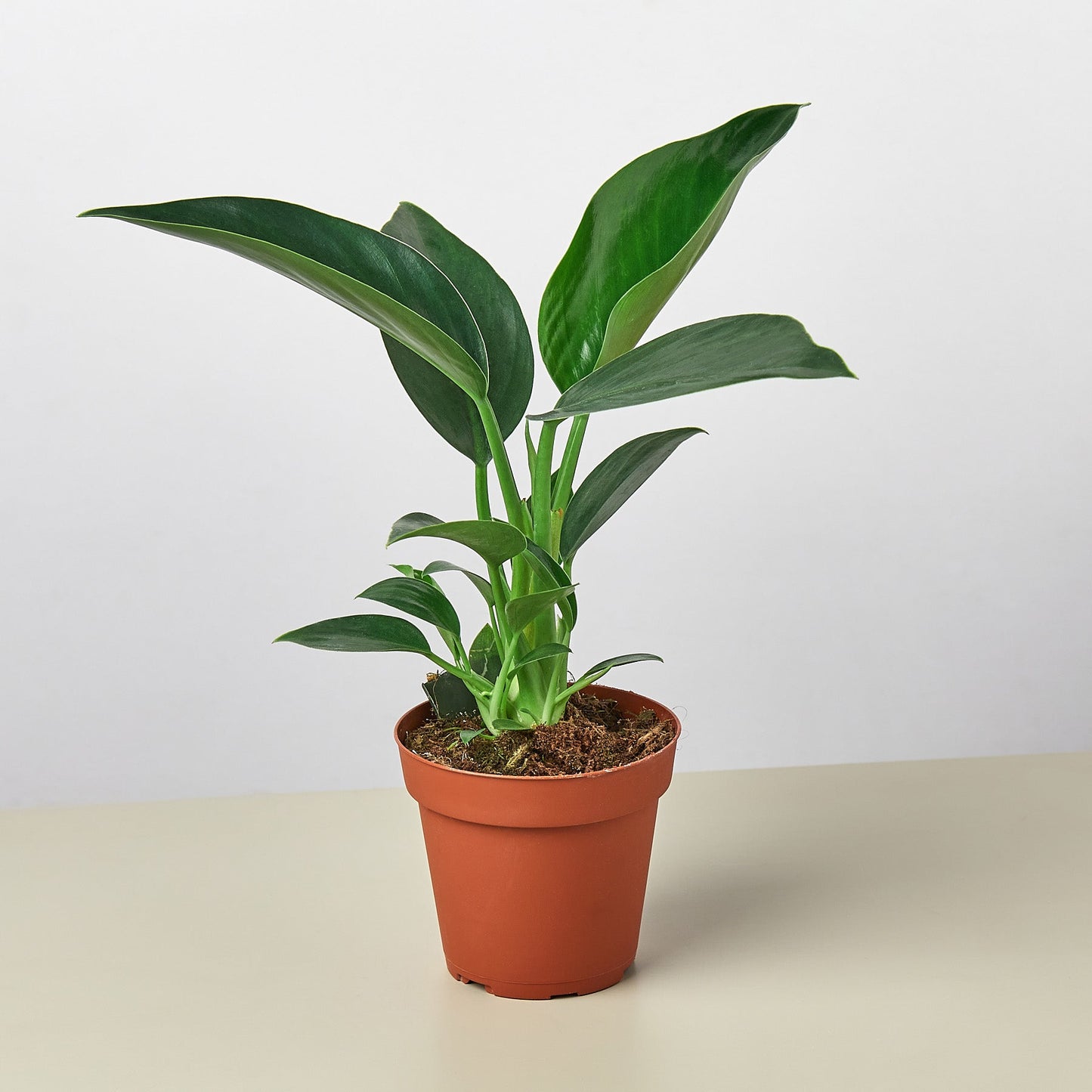 FREE SHIPPING Philodendron 'Congo Green' - a self-header that spreads outward as it grows upward.