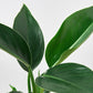 FREE SHIPPING Philodendron 'Congo Green' - a self-header that spreads outward as it grows upward.