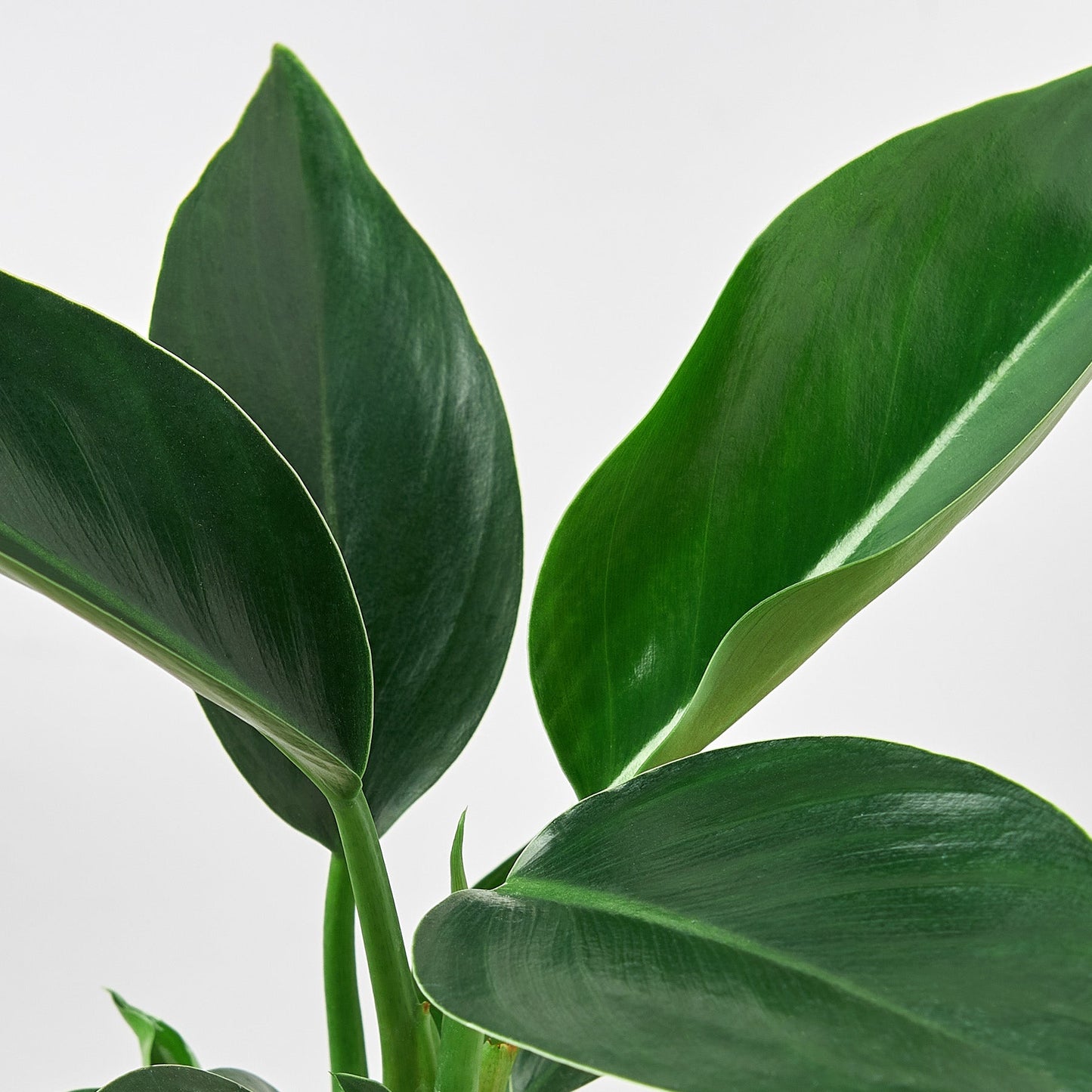 FREE SHIPPING Philodendron 'Congo Green' - a self-header that spreads outward as it grows upward.