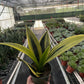 Snake Plant 'Gold Flame'