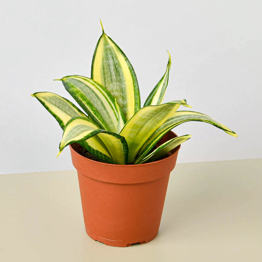Snake Plant 'Gold Hahnii' - this plant can be easily propagated by leaf cuttings