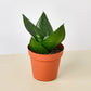 Snake Plant 'Jade'