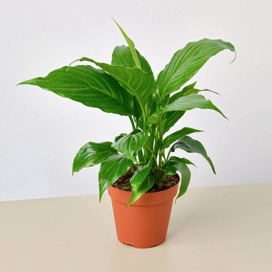 Spathiphyllum 'Peace Lily' potted.  A popular indoor plant admired for its lush, dark green foliage and elegant white bloom