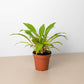 Spider Plant 'Fire Flash'