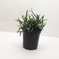 Mistletoe Cactus | Easy Care Trailing Succulent for Hanging Baskets