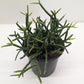 Mistletoe Cactus | Easy Care Trailing Succulent for Hanging Baskets