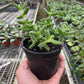 Delosperma echinatum 'Pickle Plant'