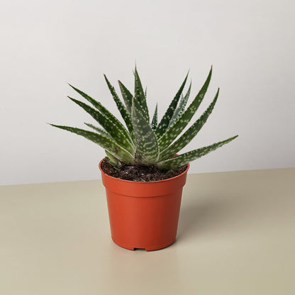 Succulent Gasteria Zimflora
