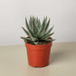 Succulent Haworthia Savanna