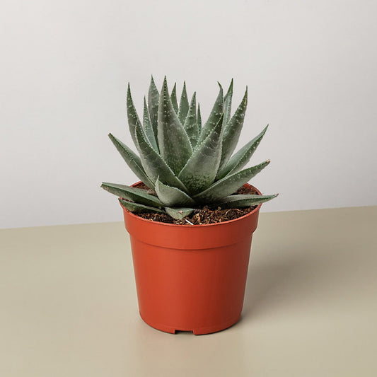 Succulent Haworthia Savanna
