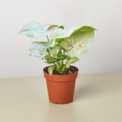 Syngonium 'Milk Confetti'