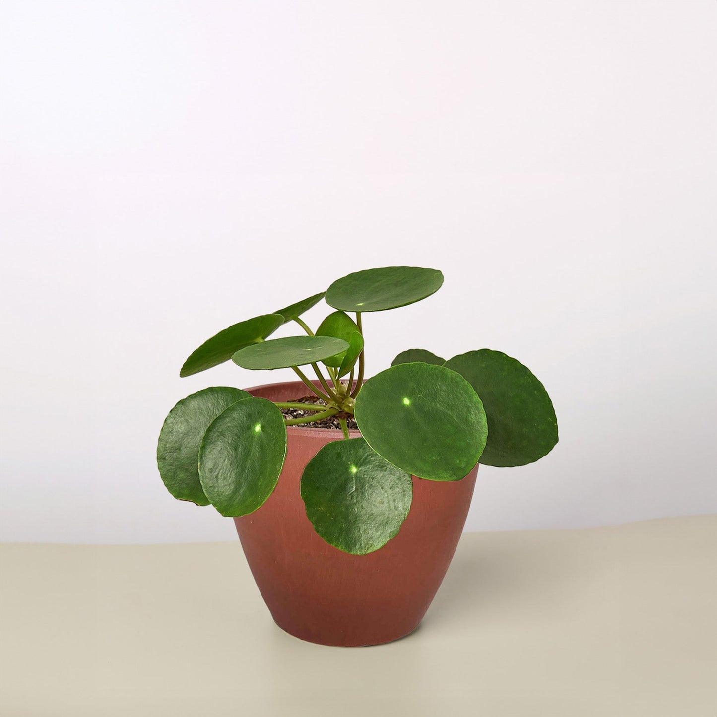 Pilea Peperomioides 'Chinese Money Plant' - Each of its lily pad like leaves float on dainty looking stems that will bob around independently in a gentle breeze.