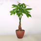 Money Tree 'Guiana Chestnut' Pachira Braid