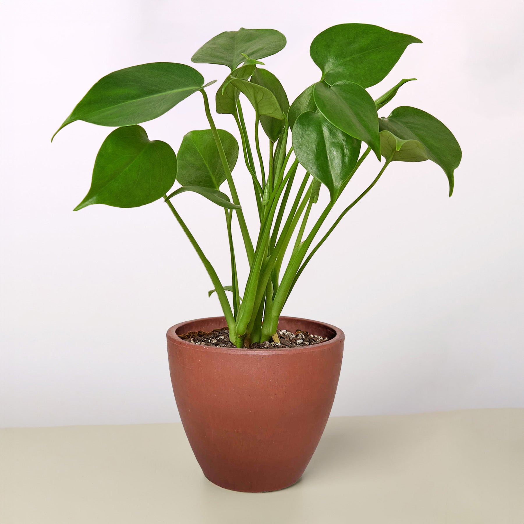 Monstera 'Split-Leaf' I  These plants have glossy, heart shaped leaves which develops its unique splits 