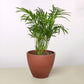 Parlor Palm I Thrives in low light conditions and is also an excellent air purifier.
