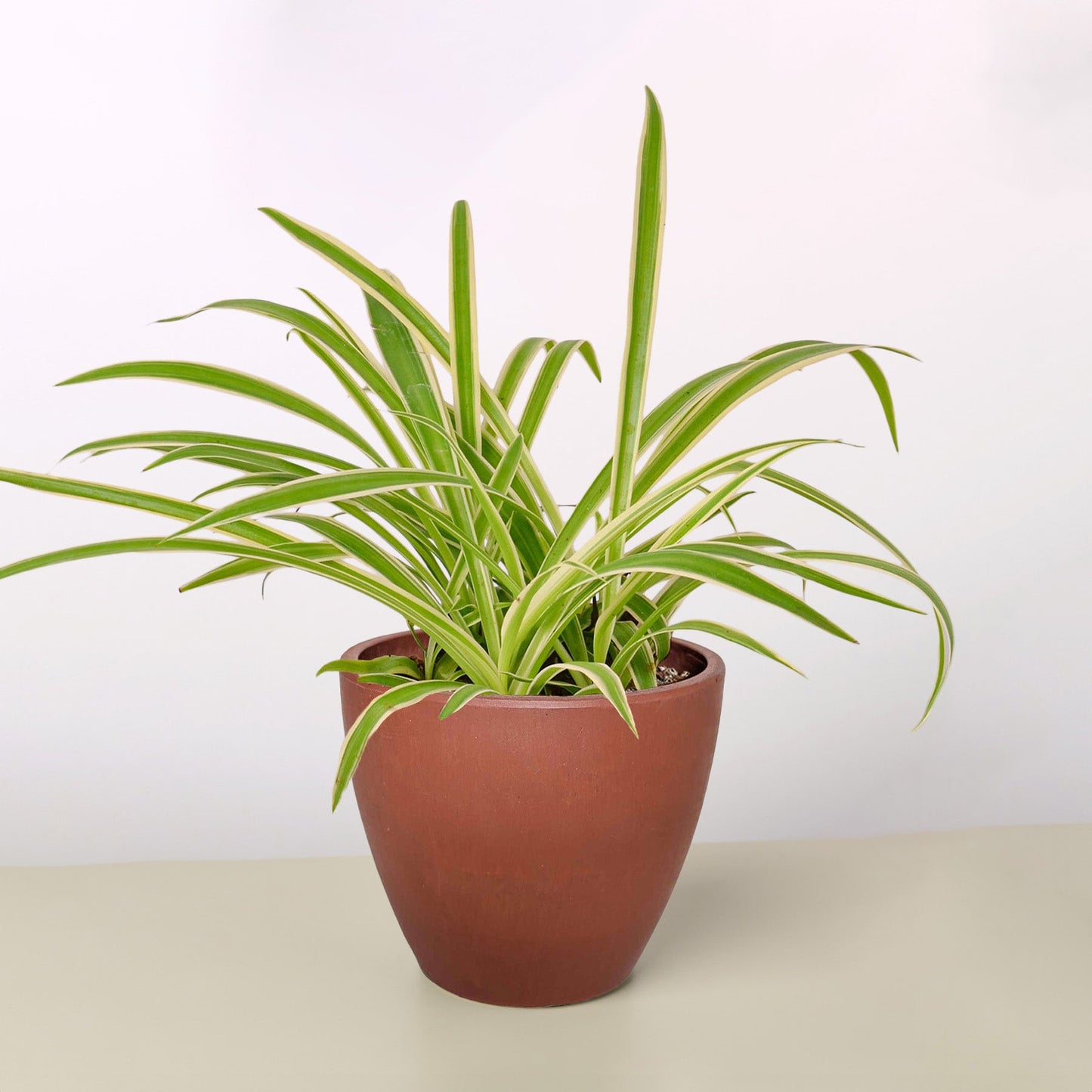 spider plant shopping The Snobby Leaf | Spider Plant Reverse - 4 inch Pot