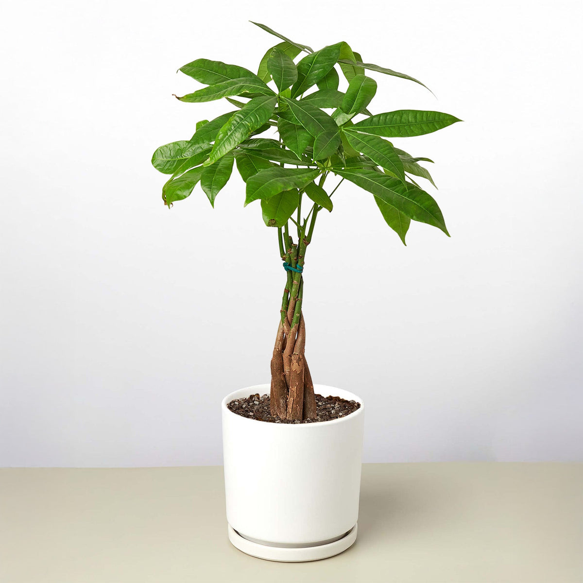Money Tree 'Guiana Chestnut' Pachira Braid