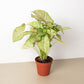 Syngonium 'Confetti'