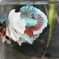 Elephant Ear Betta