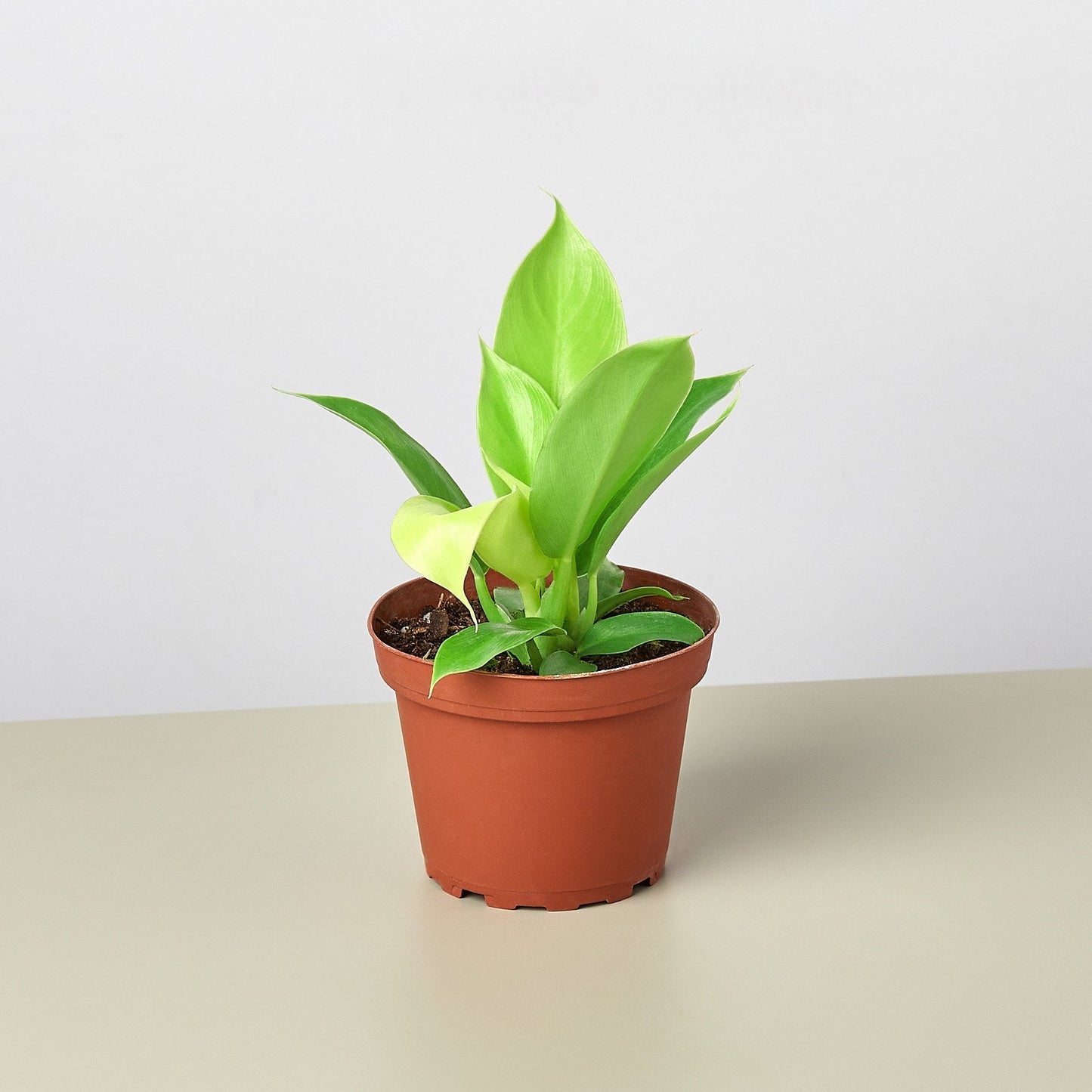 Philodendron 'Moonlight' -  A fantastically bright, almost fluorescent green philodendron with a low clumping growth habit. 