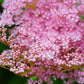 10 QUEEN Of THE PRAIRIE Pink Meadowsweet Filipendula Rubra Flower Seeds