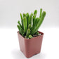 #5 Crassula ET Fingers