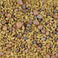 5 Part Salad Mix Sprout – 1,000 Seeds