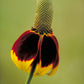 500 MEXICAN HAT Ratibida Columnaris Columnifera Red & Yellow Native Flower Seeds