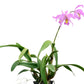 Laeliocattleya Denisii