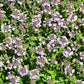 5000 Creeping Thyme Seeds - Easy-Care, Fragrant Ground Cover Thymus Serphyllum