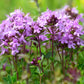 5000 Creeping Thyme Seeds - Easy-Care, Fragrant Ground Cover Thymus Serphyllum