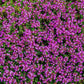 5000 Multicolor Creeping Thyme Seeds - Vibrant, Easy-to-Grow Ground Cover Flower Mix