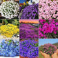 5000 Multicolor Creeping Thyme Seeds - Vibrant, Easy-to-Grow Ground Cover Flower Mix