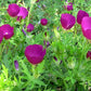 15 Callirhoe involucrata Seeds (100mg) | Purple Poppy Mallow | Hardy Native Groundcover Wildflower for Bees & Pollinators