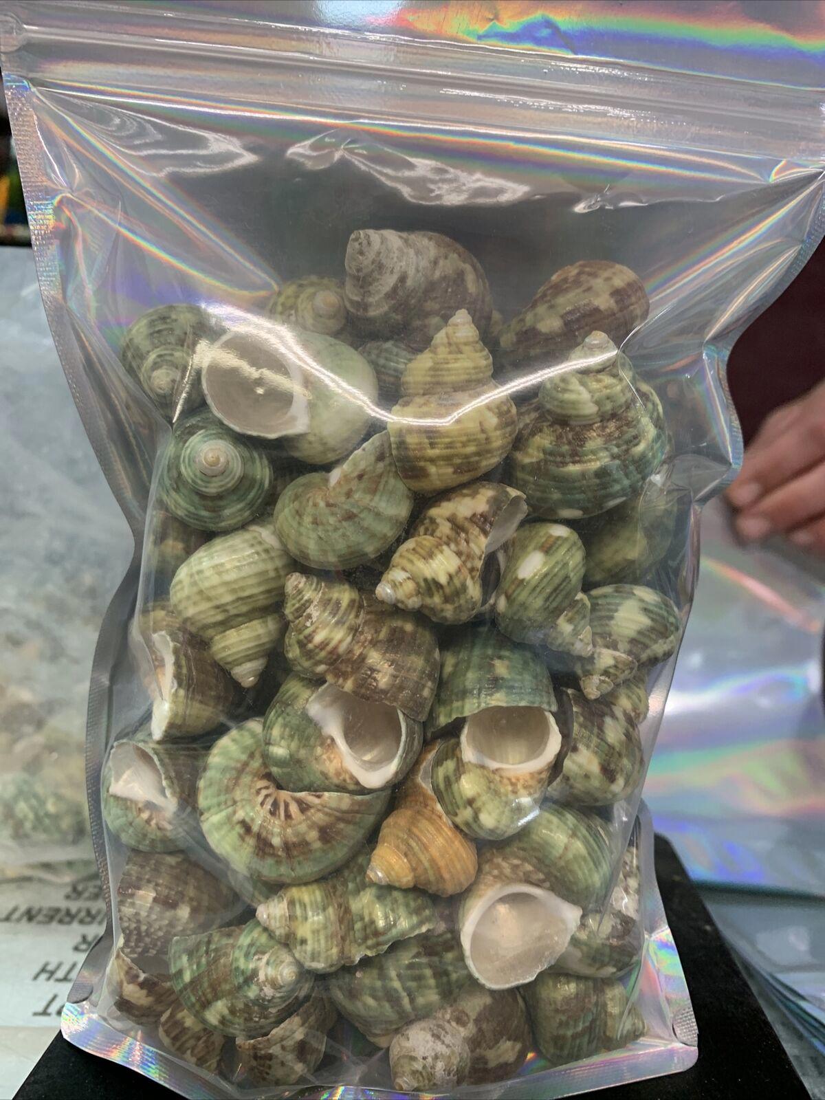 Aquarium Shell Decor  4 Pounds