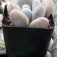Moonstones Pachyphytum