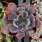 Echeveria Neon Breaker