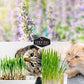 Cat Grass & Catnip Seed Collection – Fun, Healthy Greens & Enrichment Herbs for Indoor Cats