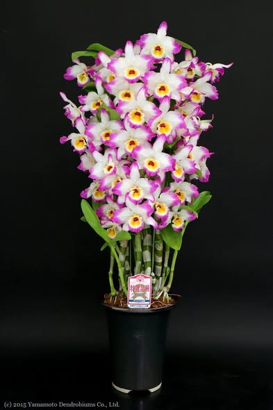 Dendrobium Bonanza 'Okayama' Orchid - known for its crimson-pink flowers with deep purple edges