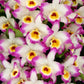Dendrobium Bonanza 'Okayama' Orchid - known for its crimson-pink flowers with deep purple edges
