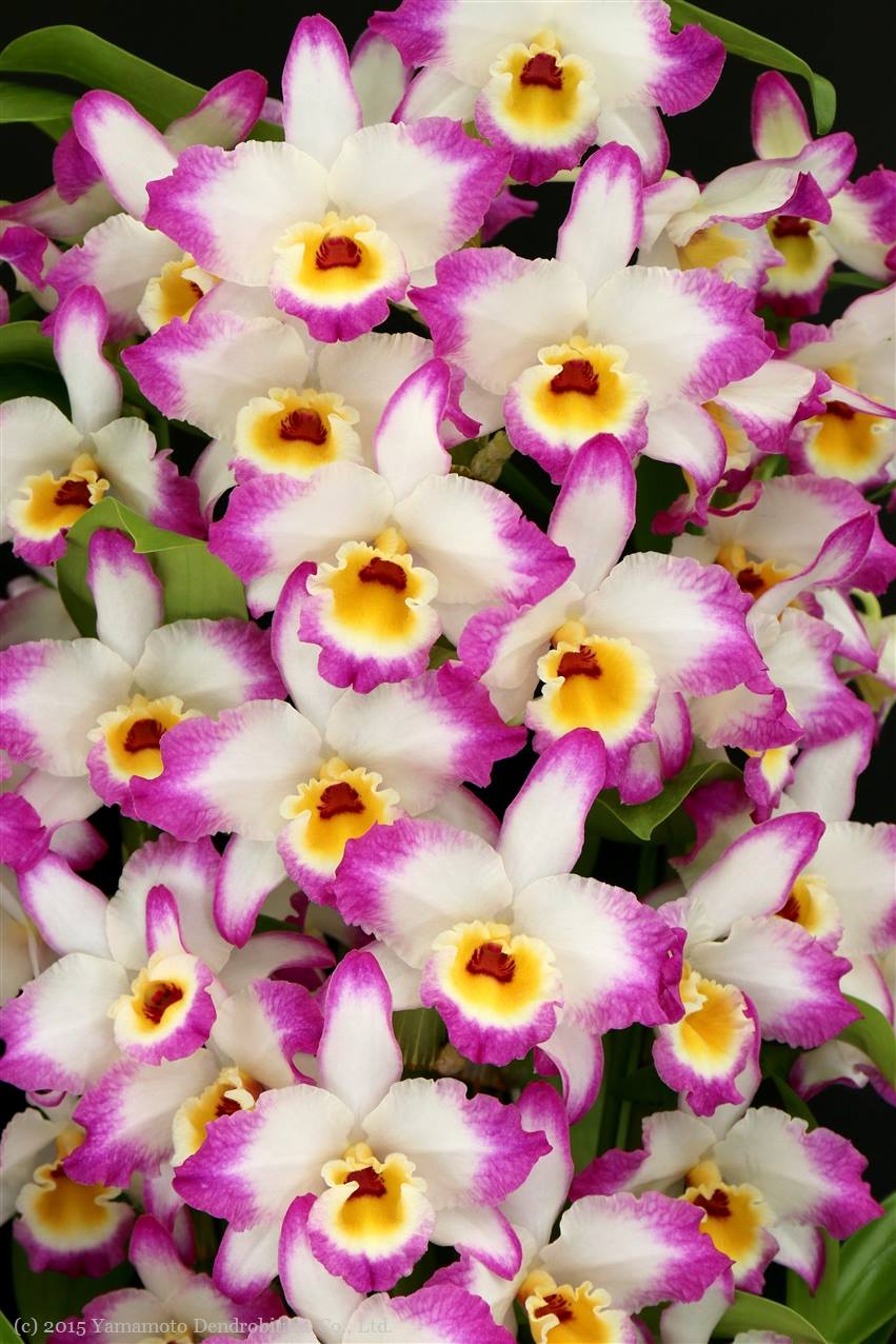 Dendrobium Bonanza 'Okayama' Orchid - known for its crimson-pink flowers with deep purple edges